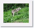 NYwolf 009